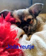Nog twee prachtige chihuahua pups beschikbaar, Dieren en Toebehoren, Meerdere, Meerdere dieren, Chihuahua, Nederland