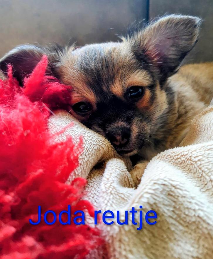 Nog twee prachtige chihuahua pups beschikbaar, Dieren en Toebehoren, Honden | Chihuahua's en Gezelschapshonden, Meerdere dieren