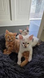 Lieve kittens te koop, Dieren en Toebehoren, Meerdere dieren, Kortharig, 0 tot 2 jaar