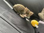 Nestje kittens, Meerdere dieren