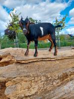 Dwerggeit lam cae en cl vrij, Dieren en Toebehoren, Schapen, Geiten en Varkens, Vrouwelijk, Geit, 0 tot 2 jaar