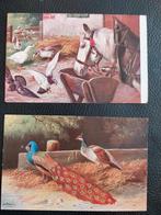 Ansichtkaarten Alfred Schonian, Verzamelen, Ansichtkaarten | Dieren, Ophalen of Verzenden, Overige soorten