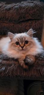 Kitten, Dieren en Toebehoren, Katten en Kittens | Raskatten | Langhaar, Poes, Ontwormd