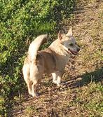 LISA, VROLIJK, KLEIN,  MENSGERICHT, TEEFJE, KAN MET KATTEN, Dieren en Toebehoren, Honden | Niet-rashonden, Particulier, Rabiës (hondsdolheid)