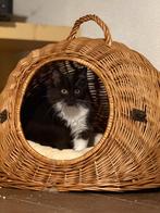 2 mooie ragdoll mix poesjes, Dieren en Toebehoren, Katten en Kittens | Raskatten | Langhaar, Poes, Ontwormd, 0 tot 2 jaar