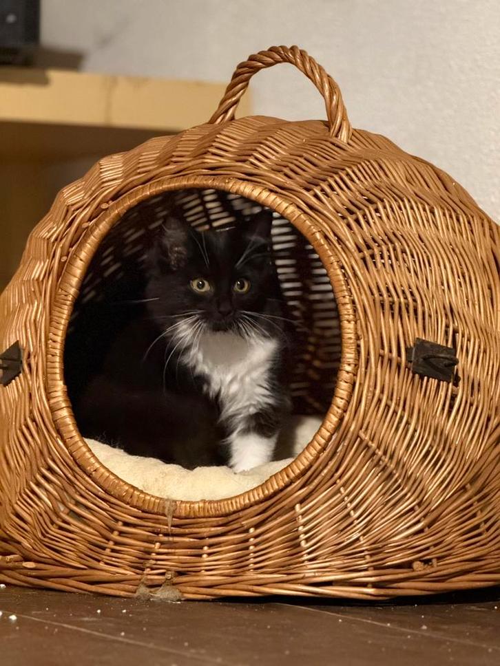 2 mooie ragdoll mix poesjes, Dieren en Toebehoren, Katten en Kittens | Raskatten | Langhaar, Poes, 0 tot 2 jaar, Ontwormd