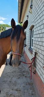 Betuigd en bereden, Dieren en Toebehoren, Paarden, B, Ruin, 11 jaar of ouder, Gechipt
