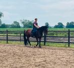 Springpaard van Minute Man x Galoubet x Polydox, Dieren en Toebehoren, Springpaard, Ruin, Zadelmak, Gechipt