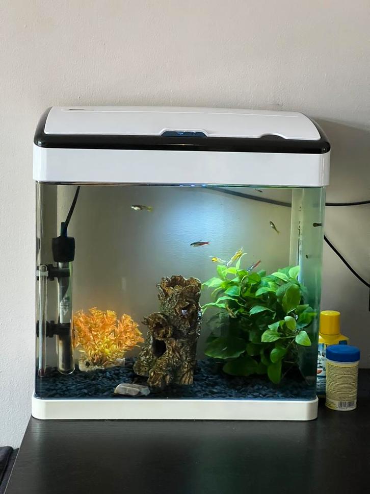 Aquarium (superfish panorama 20L) met vissen, Dieren en Toebehoren, Vissen | Aquaria en Toebehoren, Gebruikt, Gevuld zoetwateraquarium