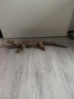 Zachte Krokodil Speelgoed, Ophalen of Verzenden, Zo goed als nieuw, Jongen of Meisje