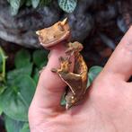 Wimpergecko 1 jaar oud., Hagedis, Tam, 0 tot 2 jaar
