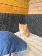 Maincoon x Britse korthaar kittens, Dieren en Toebehoren, Katten en Kittens | Overige Katten, Meerdere dieren, Langharig, 0 tot 2 jaar