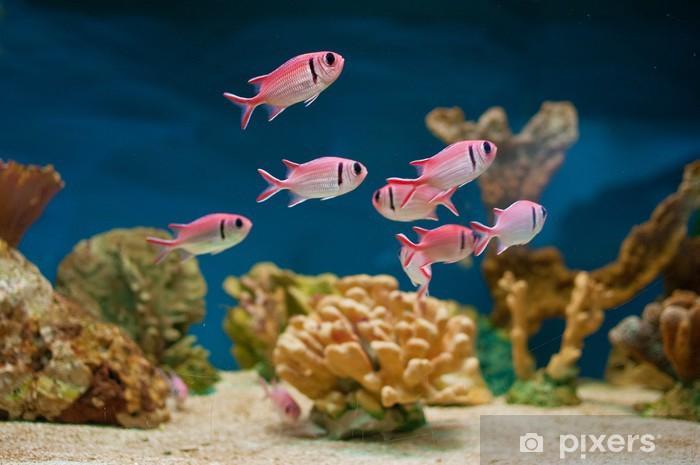 Gratis vissen gezocht, Dieren en Toebehoren, Vissen | Aquariumvissen