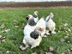 Jonge tamme Brahma kriel kippen hennen gesekst, Dieren en Toebehoren, Pluimvee, Vrouwelijk, Kip