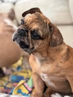 Franse bulldog, Dieren en Toebehoren, Honden | Bulldogs, Pinschers en Molossers, Particulier, Rabiës (hondsdolheid), 15 weken tot 1 jaar
