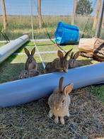 Vrouw Lotharinger x wildeman konijnen, Dieren en Toebehoren, Meerdere dieren, Groot