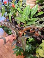 Philodendron Imperial Red, Huis en Inrichting, Kamerplanten, Overige soorten, In pot, Minder dan 100 cm, Groene kamerplant