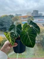 Philodendron Gloriosum, Huis en Inrichting, Kamerplanten, Ophalen, Overige soorten, Halfschaduw, In pot