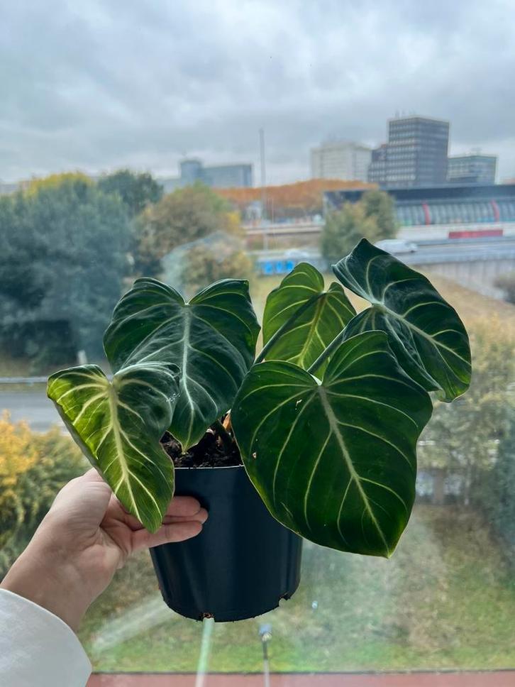 Philodendron Gloriosum, Huis en Inrichting, Kamerplanten, Overige soorten, Minder dan 100 cm, Groene kamerplant, Halfschaduw, In pot