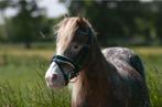 Verzorgpony aangeboden/ verzorger(ster) gezocht, Dieren en Toebehoren, Paarden en Pony's | Verzorgingsproducten, Ophalen, Nieuw
