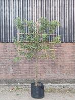 Fruitbomen in scherm, Tuin en Terras, Planten | Bomen, Ophalen of Verzenden, Volle zon, Overige soorten