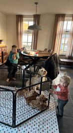 Mini Labradoodle F3, Dieren en Toebehoren, Honden | Niet-rashonden, CDV (hondenziekte), 8 tot 15 weken, Meerdere, Meerdere dieren