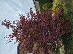 Japanse esdoorn 4meter hoog, Tuin en Terras, Planten | Bomen, Ophalen, Herfst, Halfschaduw, Overige soorten