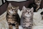 Britse korthaar kittens, Dieren en Toebehoren, Katten en Kittens | Raskatten | Korthaar, Meerdere dieren, Ontwormd, 0 tot 2 jaar