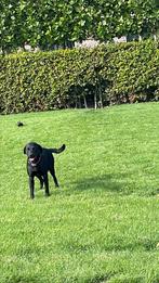 Labrador ter dekking, Dieren en Toebehoren, Honden | Dekreuen, Particulier, 3 tot 5 jaar, Reu, Nederland