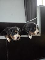 Bernersennen pups, Overige rassen, CDV (hondenziekte), 8 tot 15 weken, Meerdere