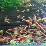 Galaxy Fishbone red medium garnalen rood. Hoge kwaliteit!, Dieren en Toebehoren, Kreeft, Krab of Garnaal