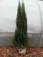 AANBIEDING: Juniperus zuil, Tuin en Terras, Planten | Tuinplanten, Ophalen
