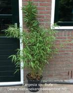 Fargesia Rufa, wintergroene niet woekerende bamboe, Tuin en Terras, Haag, Bamboe, Ophalen, 250 cm of meer