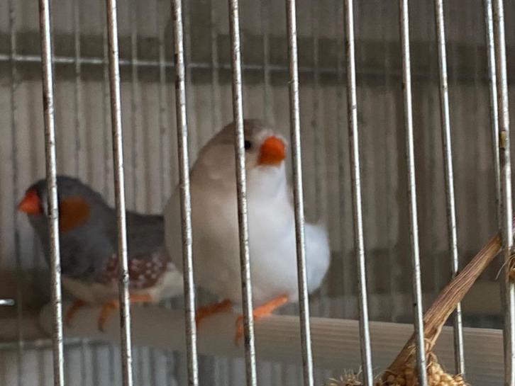 Jonge zebravinken, Dieren en Toebehoren, Vogels | Overige Vogels, Tropenvogel, Meerdere dieren