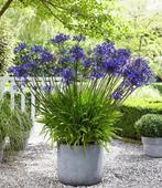 Agapanthus blue (afrikaanse lelie), Tuin en Terras, Planten | Tuinplanten, Zomer, Vaste plant, Overige soorten, Ophalen