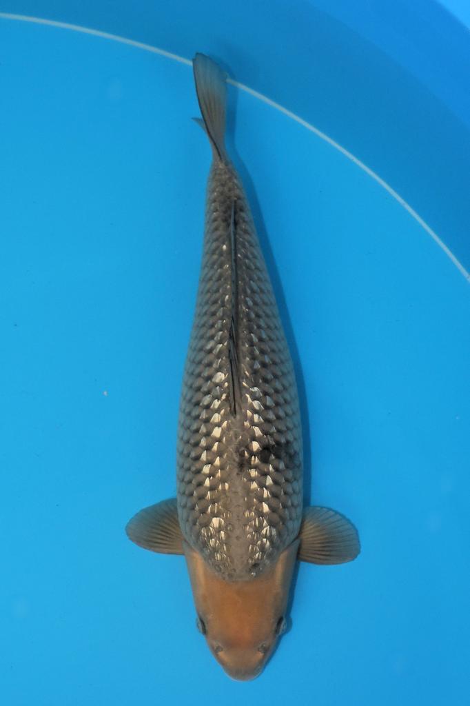 Ginrin soragoi, Dieren en Toebehoren, Vissen | Vijvervissen, Karper of Koi