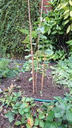 Seringen boom, Ophalen, Zomer, Volle zon, Overige soorten