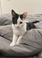Kitten + krabpaal & speelgoed, Kater