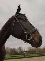 Lieve 6 jarige allround ruin, Dieren en Toebehoren, Paarden, B, Gechipt, Ruin, 3 tot 6 jaar