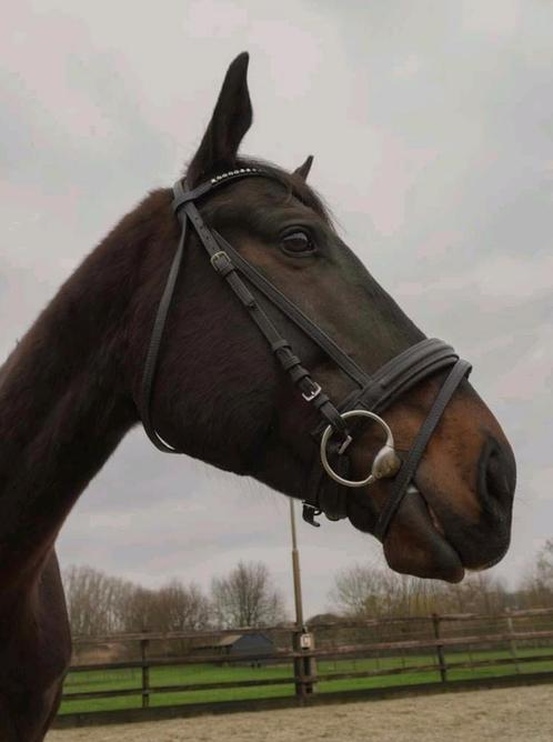 Lieve 6 jarige allround ruin, Dieren en Toebehoren, Paarden, Ruin, B, 160 tot 165 cm, 3 tot 6 jaar, Met stamboom, Gechipt, Ontwormd