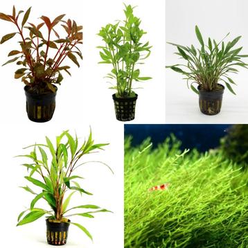 Aquarium planten voor garnalen Aquariumplanten pakket beschikbaar voor biedingen