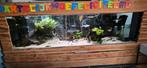 Compleet groot aquarium 2,5 m, Dieren en Toebehoren, Ophalen, Gevuld zoetwateraquarium