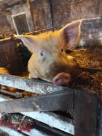 2 zeugen te koop, Dieren en Toebehoren, Vrouwelijk, Varken, 0 tot 2 jaar