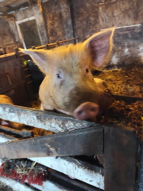 2 zeugen te koop, Dieren en Toebehoren, Schapen, Geiten en Varkens, Varken, Vrouwelijk, 0 tot 2 jaar