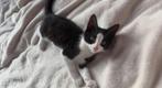 1 lieve kitten, Dieren en Toebehoren, Katten en Kittens | Overige Katten, Geslacht onbekend, Kortharig, 0 tot 2 jaar