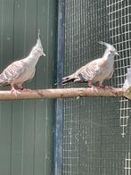 1-1 Australische kuifduiven, Dieren en Toebehoren, Meerdere dieren, Tropenvogel, Geringd