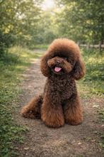 Dekreu | 26cm | toy poedel | toypoedel | volledig getest |, Dieren en Toebehoren, Particulier, Reu, 1 tot 2 jaar, Buitenland