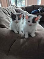 2x maine coon kittens prijs is voor 2, Dieren en Toebehoren, Katten en Kittens | Raskatten | Korthaar, Poes, Ontwormd, 0 tot 2 jaar