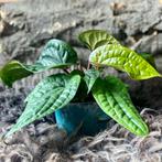 Anthurium Luxurians x Radicans #2, Overige soorten, In pot, Minder dan 100 cm, Groene kamerplant
