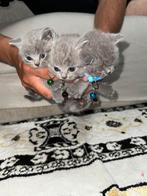 Britse korthaar kittens, Dieren en Toebehoren, Katten en Kittens | Raskatten | Korthaar, Meerdere dieren, Ontwormd, 0 tot 2 jaar